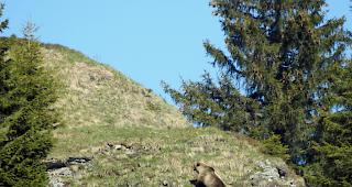 B&auml;r M29 am 26. Mai im Eriz. Das Foto sorgte f&uuml;r Furore, weil es der erste Nachweis eines wilden B&auml;ren im Kanton Bern seit 190 Jahren war.