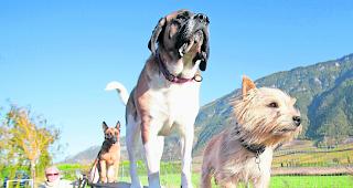 Ab ins Training. Geht es nach dem Grossen Rat, sollen Hund und Herrchen wieder in die Schule. 