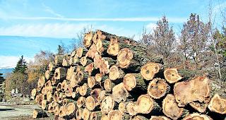 Innen hohl. Eine Zustandsanalyse der S&auml;ulenpappeln zwischen Gampel und Agarn hat ergeben, dass 25 B&auml;ume faul waren. Sie mussten abgeholzt werden.  