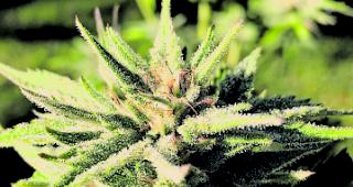 Legal. Die Einf&uuml;hrungssorte von &laquo;B-Chill&raquo; ist reich an CBD (14 Prozent) und enth&auml;lt weniger als 1 Prozent THC, wie es im Schweizer Gesetz vorgeschrieben ist. 