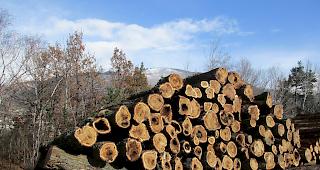 Der in der letzten Woche ausgef&uuml;hrte Holzschlag wurde durch die Dienststelle f&uuml;r Mobilit&auml;t in Zusammenarbeit mit dem Zweckverband &laquo;Forst Region Leuk&raquo; durchgef&uuml;hrt. Nachdem die Pappeln gef&auml;llt waren, wurde das Holz abtransportiert und wird laut F&ouml;rster Gruber zu Holzhackschnitzel weiterverarbeitet.