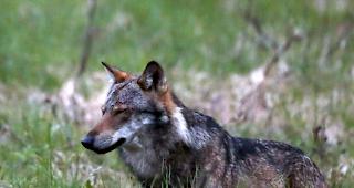 Anhand genetischer Proben konnten im Wallis zwei bisher in der Schweiz unbekannte W&ouml;lfe nachgewiesen werden. (Archivbild)