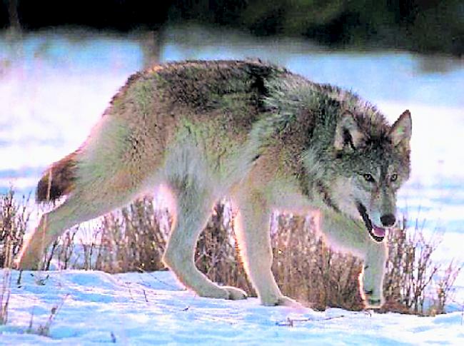  Im Wolfsgehege des Tierparks Dählhölzli konnten bis am Donnerstag erst fünf von sechs Wölfen gesichtet werden.