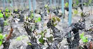 Schwarzer Frost. Weshalb nicht in guten Jahren mehr ernten, um damit Ernteausf&auml;lle zu kompensieren? 