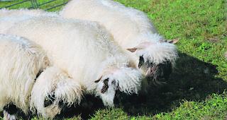 Tierqu&auml;lerei. Nicht zum ersten Mal wurden im Oberwallis Schafe gesch&auml;chtet, trotz eines Verbotes in der Schweiz. 
