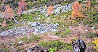 Nachweis. Zwei W&ouml;lfe in der Augstbord-Region, aufgenommen im November 2016 durch eine Fotofalle der Gruppe Wolf Schweiz. 