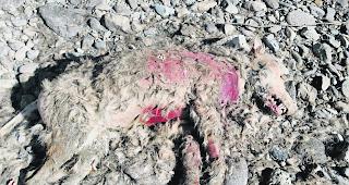 Gewildert. Am 7. M&auml;rz 2016 ist an der Rhone bei Raron der Kadaver des gewilderten Wolfes M63 entdeckt worden.  