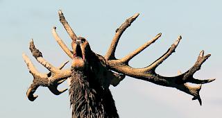 Aufwendige Fangaktion. Rund 30 adulte Rothirsche sollen in den kommenden drei Wintern zuerst eingefangen und dann besendert werden. 