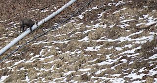 M&uuml;ssen die Tiere im Winter fliehen, kostet sie das viel Energie: G&auml;mse im eidgen&ouml;ssischen Jagdbanngebiet Kiental BE. (Archiv)