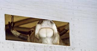 Das Interesse und die Sensibilit&auml;t der Bev&ouml;lkerung f&uuml;r das Tierwohl nehmen zu. (Symbolbild)