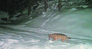 Seltenheitswert. Manfred Zeiter hat ein feines Gesp&uuml;r entwickelt, wo sich die W&ouml;lfe im Turtmanntal aufhalten.  