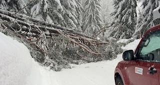 Umgeknickte B&auml;ume auf der Zufahrt nach Bellwald. 
