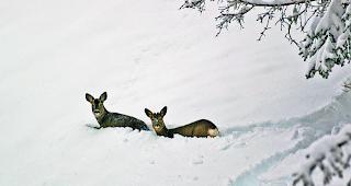 Kr&auml;fteraubend. Rehwild bekundet im Tiefschnee besonders M&uuml;he. 