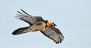 K&ouml;nig der L&uuml;fte. Auch dem Bartgeier widmet der Film seine Aufmerksamkeit. 