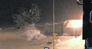 Nicht eindeutig. In Ulrichen fotografiertes Tier l&auml;sst sich nicht zweifelsfrei als Wolf identifizieren. 