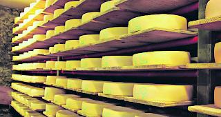 Bakterienbefall. Mehrere Dutzend Tonnen Raclettek&auml;se mussten vernichtet werden. 