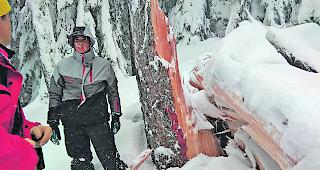 Naturgewalt. Die gesunde L&auml;rche mit einem Durchmesser von rund 70 Zentimetern knickte beim Sturm um wie ein Z&uuml;ndholz... 