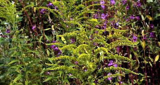 Invasive Pflanzen (im Bild eine kanadisch-amerikanische Goldrute) k&ouml;nnten auch im Wallis zum Problem werden.