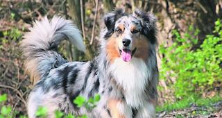 Wieder auf den Beinen. Dem Hund, der im Glisergrund Meta gefressen hat, geht es inzwischen wieder gut. 