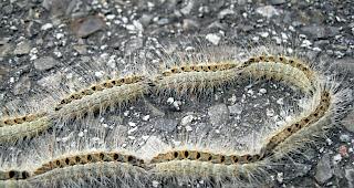 Prozessionsspinner. Den Kontakt mit den Raupen gilt es zu meiden. Denn die nesselnden Brennh&auml;rchen der Tiere k&ouml;nnen bei Menschen Schwellungen oder gar Atemnot ausl&ouml;sen.