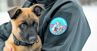 Mensch und Tier. Die beiden Hunde trafen gestern ein erstes Mal auf ihre Ausbildner.  