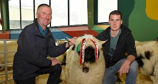 Die Sch&ouml;nste. Die diesj&auml;hrige &laquo;Miss Visp&raquo; kommt aus dem Betrieb von Benjamin und Damian Sies aus Ausserberg.