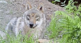 Das Thema Wolf bewegt die Gem&uuml;ter.