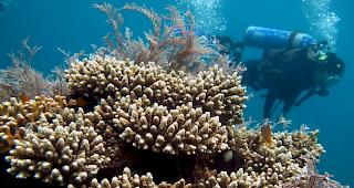 Korallenriffe werden durch die Meeresversauerung bedroht. 