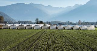 Der Verband der Schweizer Gem&uuml;seproduzenten verlangt zwei Sitze im Vorstand des Bauernverbands.