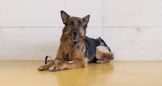 400 Kilometer. Nach seinem Irrlauf kann &laquo;Rapunzel&raquo; nun endlich wieder nach Deutschland.