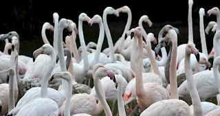 Die Flamingos im Zoo Basel d&uuml;rfen trotz der K&auml;lte im Aussenweiher bleiben. 