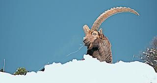 K&ouml;nig der Berge. Neben dem Hirsch steht auch der Alpensteinbock im Fokus des Vortragsabends vom Donnerstag. 