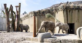 Mehr als drei Jahre Bauzeit. Die Elefantenherde bei der Erkundung der neue nAnlage &laquo;Tembea&raquo; im vergangenen M&auml;rz.