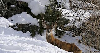Abgemagerter Hirsch. Der diesj&auml;hrige Winter macht den Wildtieren im Wallis das Leben schwer.