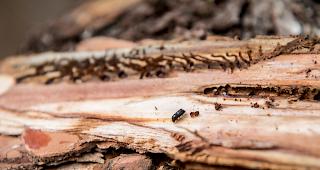 Starke Zunahme. Ein Borkenkaefer aufgenommen im Innern einer Fichtenrinde.