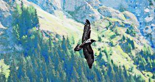 Der Bartgeier ist im Alpenraum seit Anfang des 20. Jahrhunderts ausgestorben. Die Jungv&ouml;gel aus dem Zoo in La Garenne sollen in den Alpen und in den Pyren&auml;en angesiedelt werden.