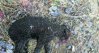 Eines der L&auml;mmer. Rissmuster weisen klar auf einen Wolf hin.    