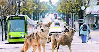 Polarisierend. Gleich zu Beginn der Ausstellung lenkt ein ausgestopfter Wolf die Aufmerksamkeit der Besucher auf sich. 