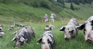 Warnung. Das Bundesamt f&uuml;r Veterin&auml;rwese h&auml;lt es nicht f&uuml;r unm&ouml;glich, dass die Afrikanische Schweinepest aus &ouml;stlichen L&auml;ndern Europas in die Schweiz eingeschleppt und die hiesigen Schweine anstecken k&ouml;nnte.