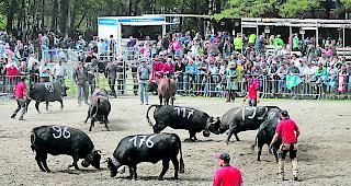 Start nach Winterpause. Die Eringerrinder zeigen sich nicht weniger einsatzfreudig als ihre &auml;lteren Artgenossinnen. 