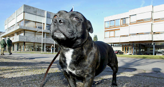 Ein Staffordshire-Terrier soll f&uuml;r das Ungl&uuml;ck verantwortlich sein. (Symbolbild)