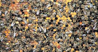 Wichtig. Bienen sind nicht nur n&uuml;tzliche Befruchter und Honigerzeuger, sondern auch f&uuml;r die moderne Medizin hochinteressant. 