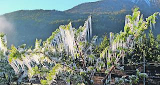 Frostbaum. Mit Spr&uuml;hregen versuchten die Obstbauern, Sch&auml;den von ihren Aprikosen fernzuhalten. 