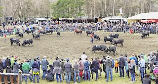 Wo finden k&uuml;nftig die Eringer-K&auml;mpfe im Oberwallis statt?