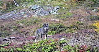 Gegen die Abschussverf&uuml;gung im Val d'Anniviers haben WWF und Pro Natura Rekurs eingelegt.