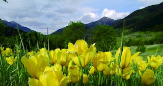 Prachtvoll. Morgen sind in Grengiols die Tulpen zu bestaunen. 
