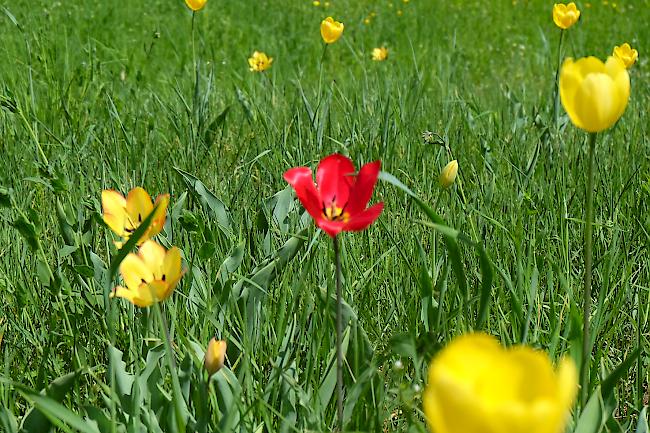 Rote, gelbe und gestreifte Exemplare der Grengjer Tulpe gibt es im Moment zu sehen