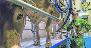 Wie ein Boxenstopp. Ohne jegliches Murren schlendern die K&uuml;he jeden Morgen in den topmodernen Melkstand von Roman Arnold. Die routinierten Handgriffe und der kurze Melkvorgang erinnern ein wenig an einen Formel-1-Boxenstopp. 