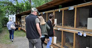 Besucher bestaunen die ausgestellten Kaninchen.