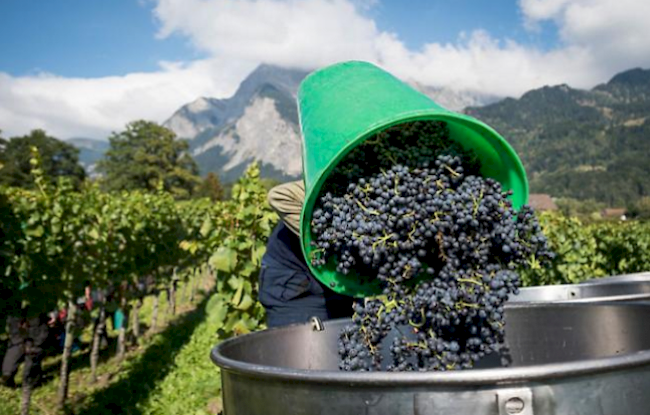 Fazit. Die Schweizer Weinhandelskontrolle nahm im vergangenen Jahr insgesamt 1480 Betriebe unter die Lupe. Bei 19 Betrieben wurden schwerwiegende Verstösse festgestellt.